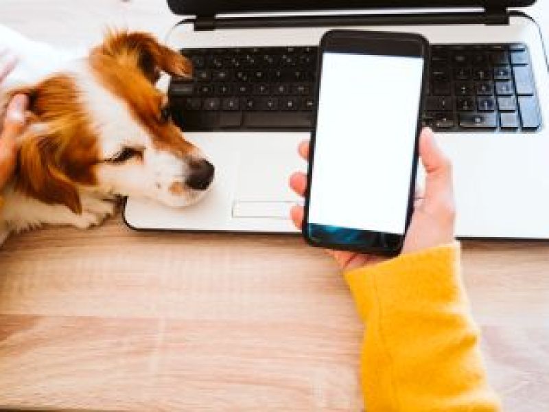 Dog rests its head on laptop while owner's hand holds mobile phone